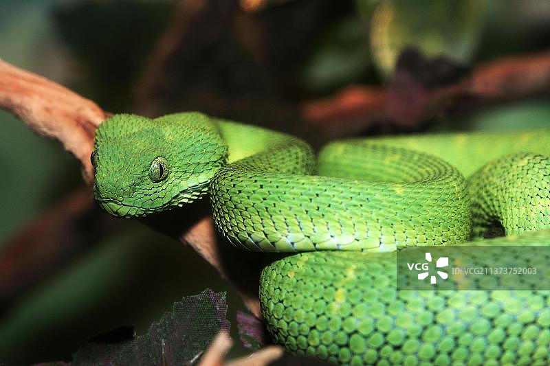 绿丛林蝰蛇图片素材