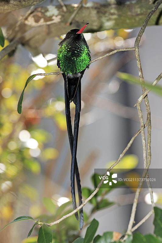 尾旗雄蜂鸟(Trochilus polytmus)，牙买加蜂鸟，红嘴牙买加侏儒蜂鸟图片素材