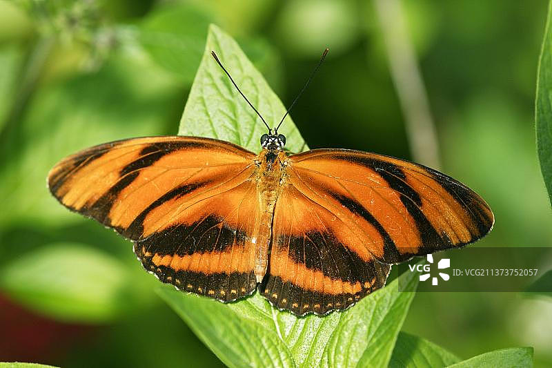 橙色老虎蝶，美国，北美洲图片素材