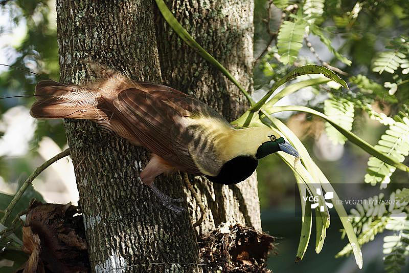 红羽天堂鸟图片素材