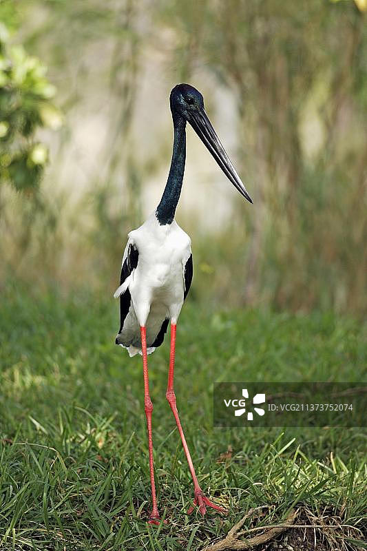 黑颈鹳，澳大利亚，大洋洲图片素材