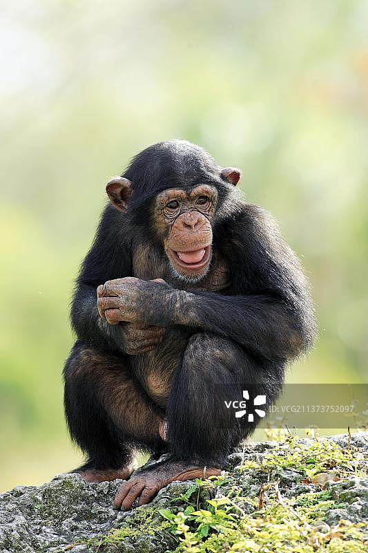 非洲幼年黑猩猩(泛穴居人)图片素材