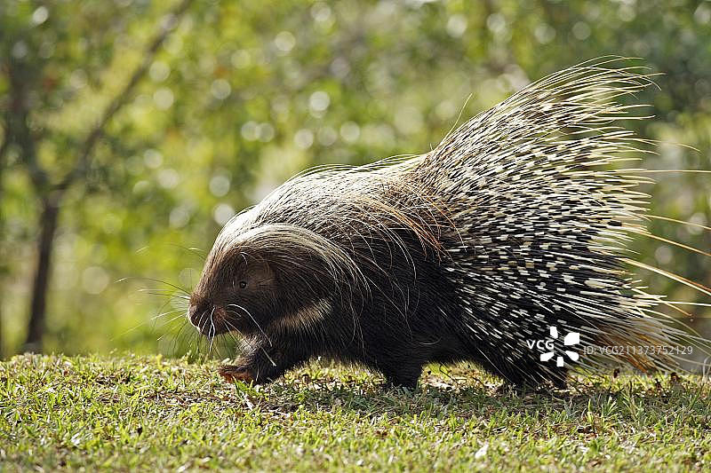 非洲豪猪图片素材
