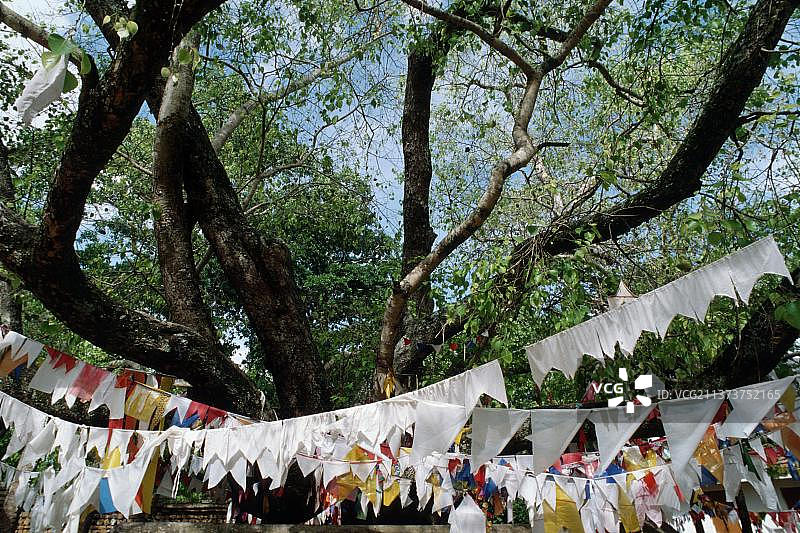 阿努拉德普勒装饰过的菩提榕树，斯里兰卡，亚洲图片素材