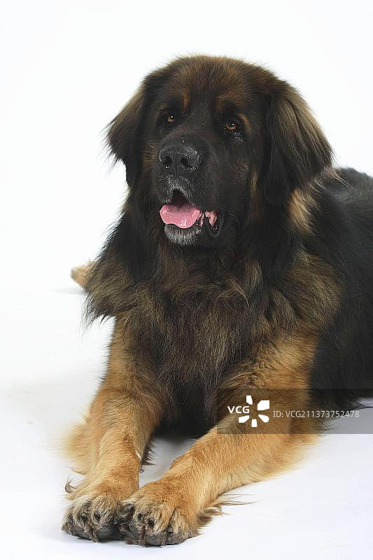 里昂贝格犬图片素材