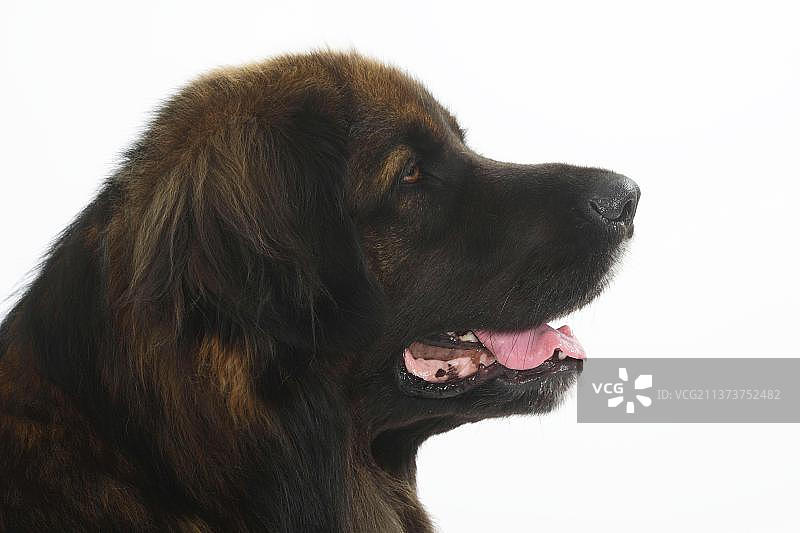 里昂贝格犬侧面轮廓图片素材