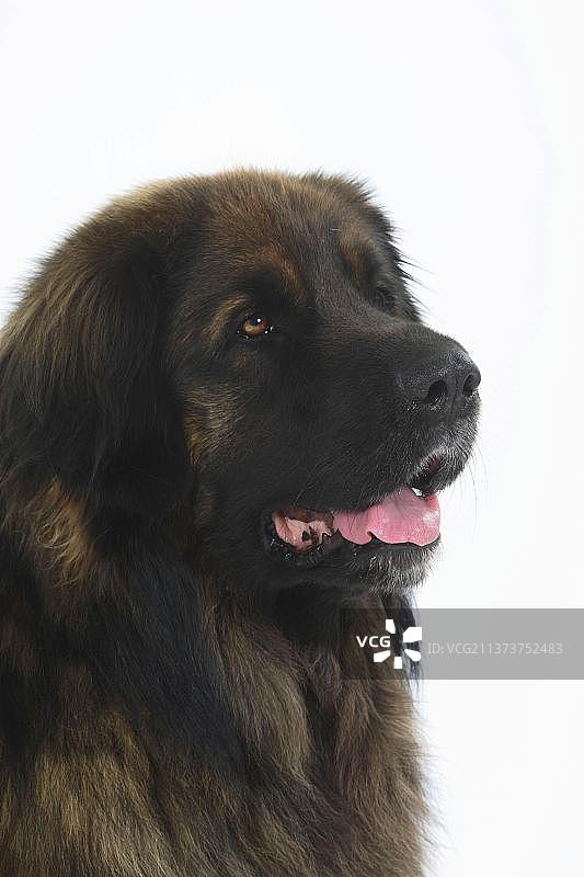 里昂贝格犬图片素材