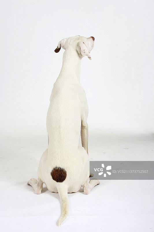 不同种族的狗图片素材