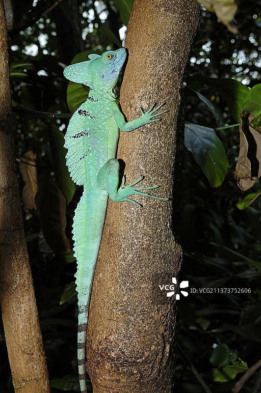 绿羽冠蜥图片素材