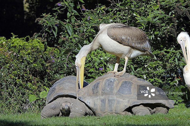 塞舌尔巨龟上的白鹈鹕图片素材