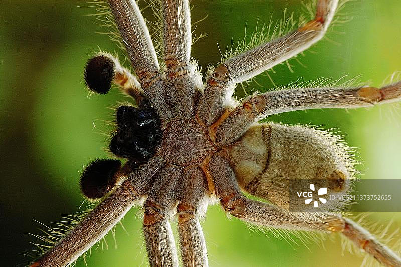 白额巨蟹蛛，又名香蕉蜘蛛图片素材