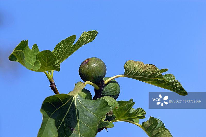 树上的常见无花果图片素材