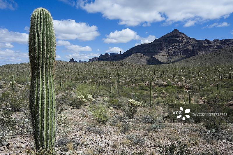 索诺兰沙漠的巨人柱仙人掌图片素材