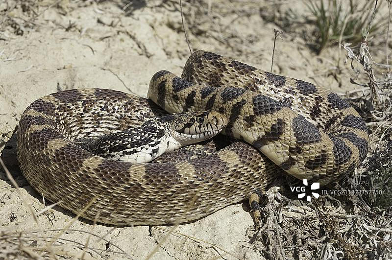 北美地区的地鼠蛇图片素材