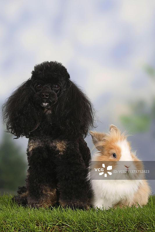 黑色和棕褐色的小型贵宾犬和狮鬃矮兔，家兔，矮兔，贵宾犬图片素材