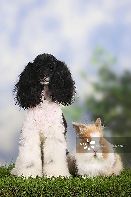 迷你贵宾犬、杂色兔、狮子兔、家兔、矮兔图片素材