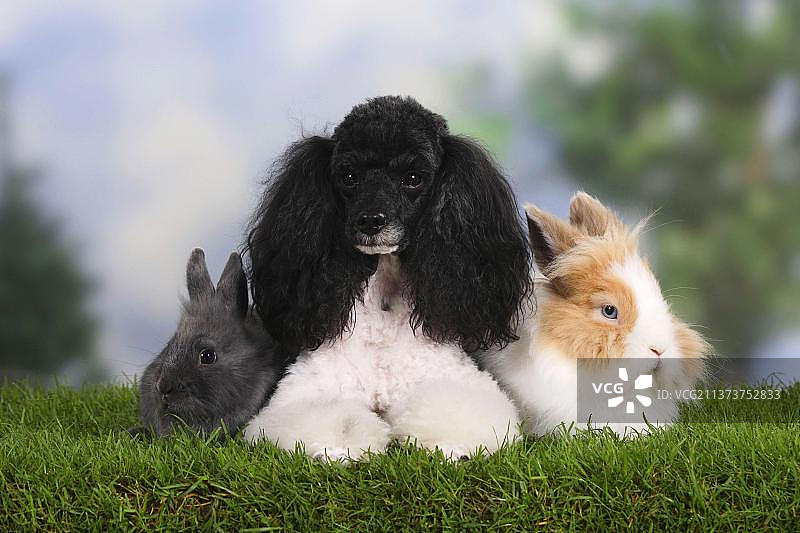 贵宾犬、小丑兔与狮子兔图片素材
