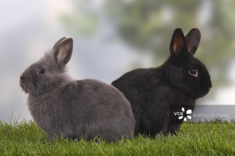 黑色和蓝色矮兔，家兔，侧面图片素材