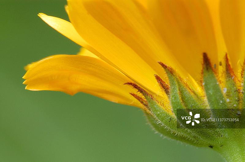 花园金盏花（Calendula officinalis）图片素材