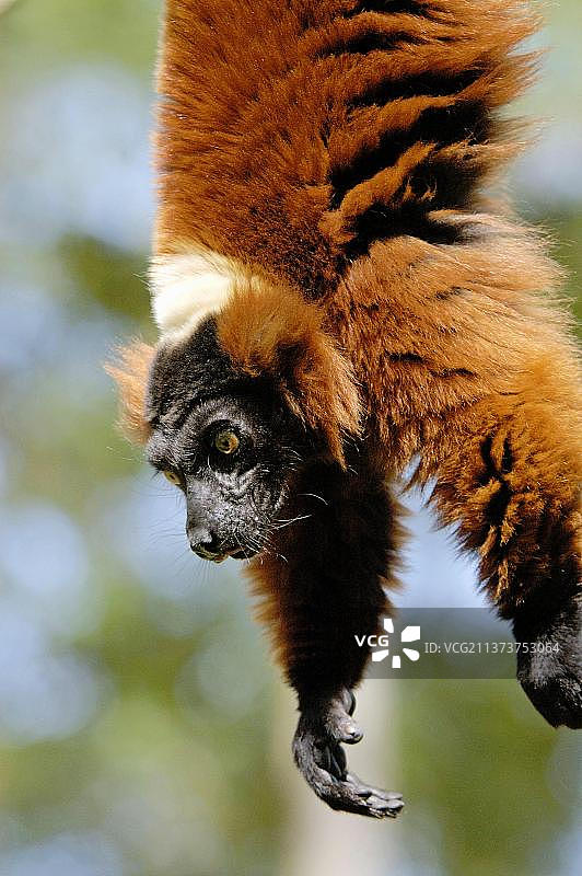 红色皱领狐猴图片素材