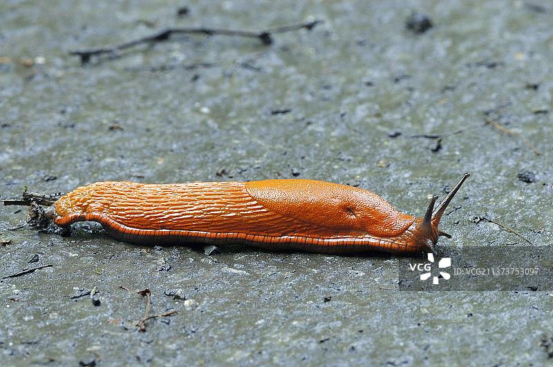 德国北莱茵-威斯特法伦的红色大海蛞蝓图片素材