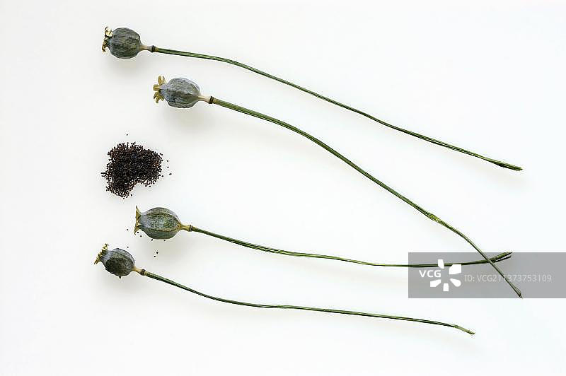 土耳其罂粟花、种子和果荚图片素材