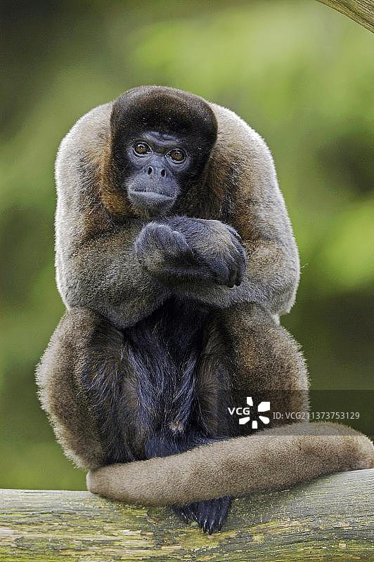 棕色毛猴（Lagothrix lagotricha）图片素材