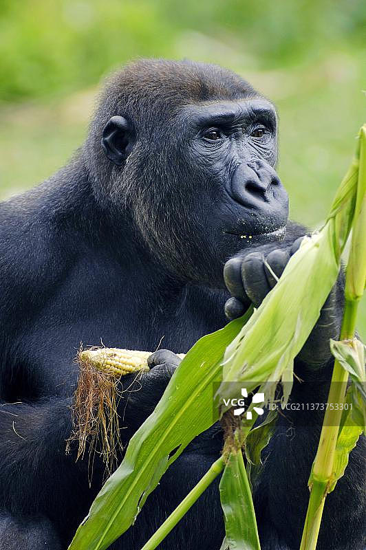 西方低地大猩猩（Gorilla gorilla）图片素材