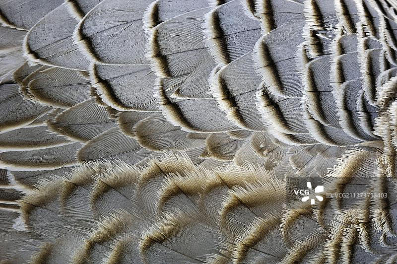 帝王雁，羽毛图片素材