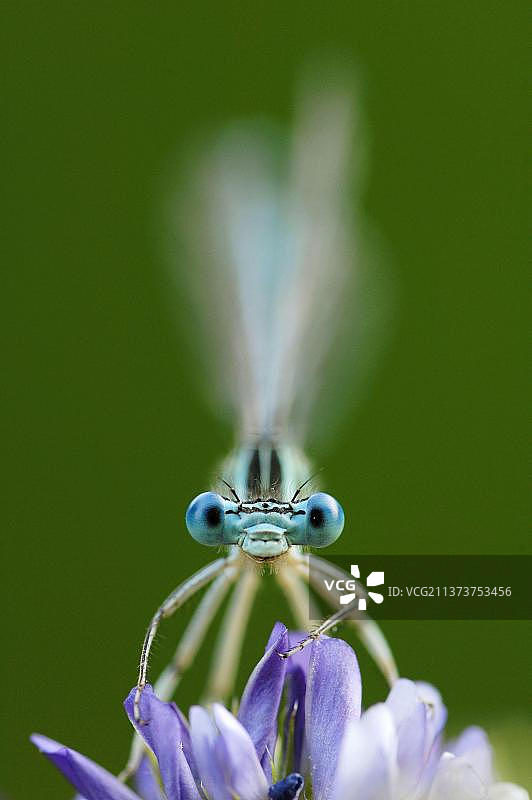 白腿丝蟌（雄性），德国北莱茵-威斯特法伦州，欧洲图片素材
