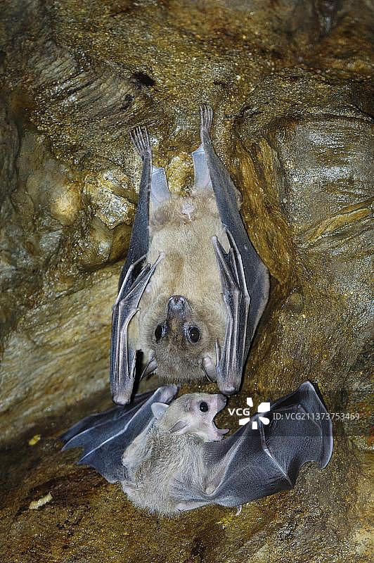 埃及果蝠图片素材