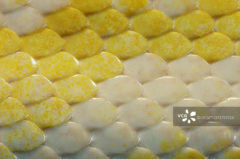 印度蟒蛇（缅甸蟒蛇），白化“金色泰国蟒蛇”，皮肤细节，暗蟒图片素材