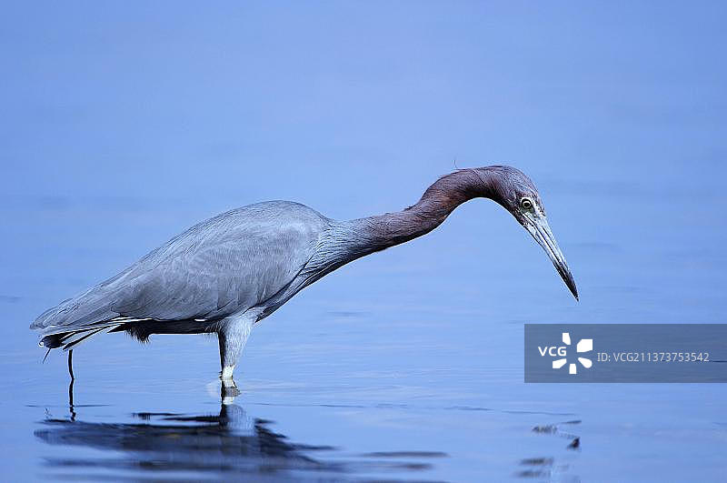 小蓝鹭，美国佛罗里达州迈卡河州立公园图片素材