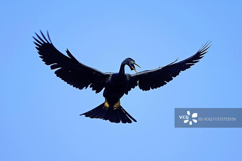 佛罗里达州的美洲蛇鸟（雄性）图片素材