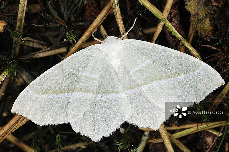 荷兰淡绿燕蛾图片素材