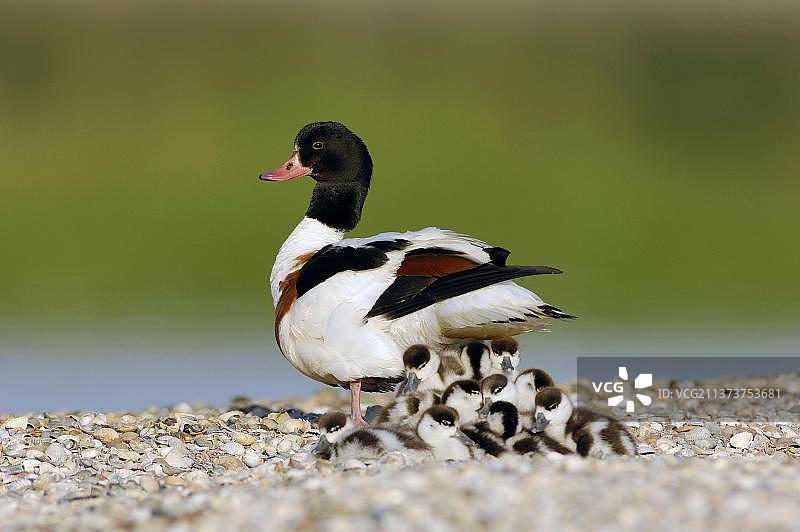 普通赤麻鸭（Tadorna tadorna），母鸭与幼崽，荷兰图片素材