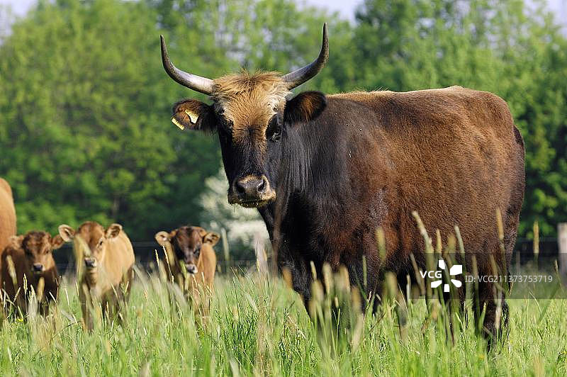 原牛，北莱茵-威斯特法伦州，德国图片素材