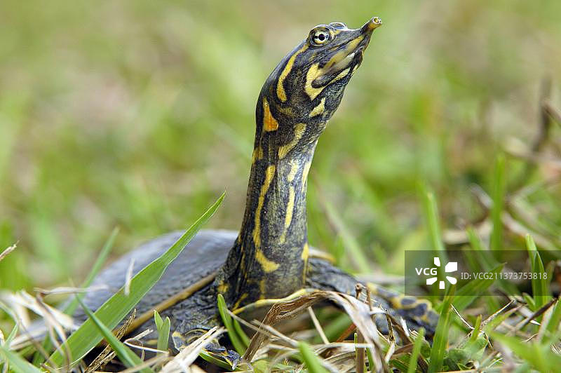 年轻的佛罗里达鳖，美国佛罗里达州大沼泽地国家公园图片素材