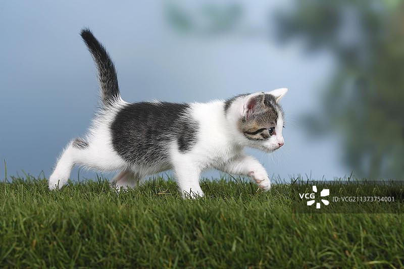 家猫幼崽侧面图片素材