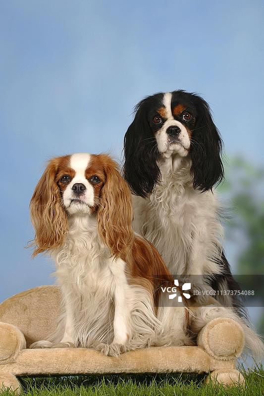 查理士王小猎犬：布伦海姆色和三色图片素材