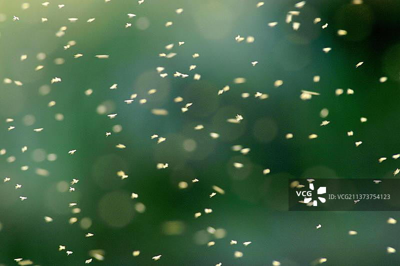 蚊蚋，荷兰特塞尔岛图片素材