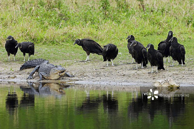 美国米亚卡河州立公园的美洲鳄鱼和黑秃鹫图片素材