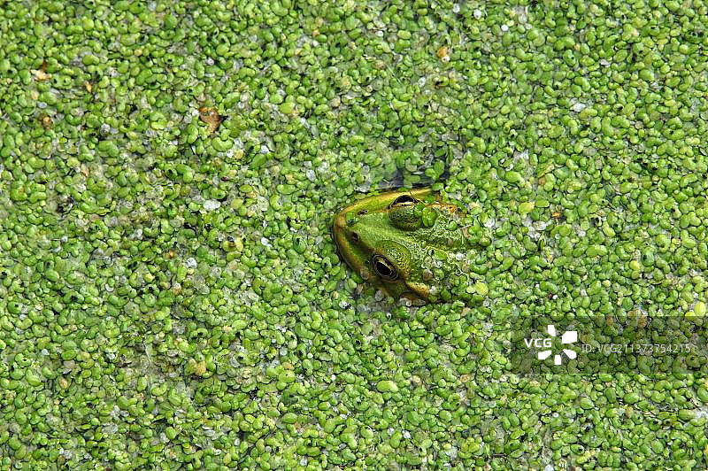 德国北莱茵-威斯特法伦邦，池塘中的水蛙和浮萍图片素材