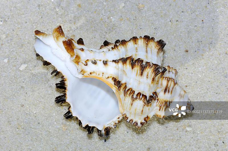 斯坦福斯骨螺图片素材