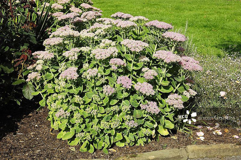 显萼景天图片素材