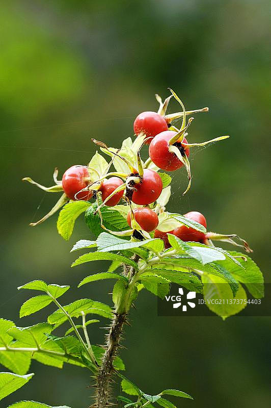 玫瑰果（Rosa rugosa）图片素材