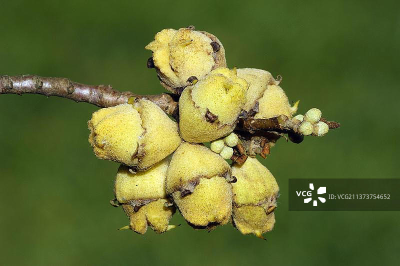 北美金缕梅的果实图片素材