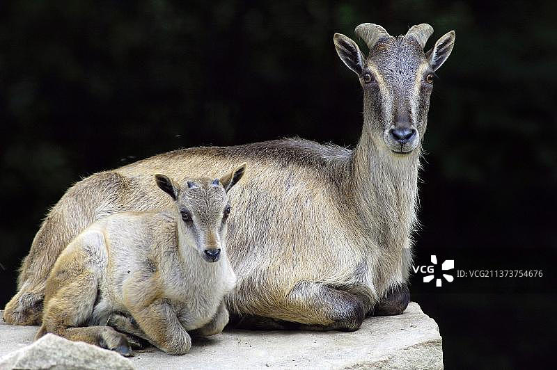 喜马拉雅塔尔羊与幼崽图片素材