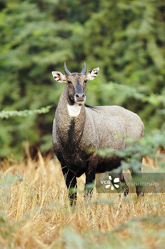 雄性蓝牛羚（加纳，印度，亚洲）图片素材