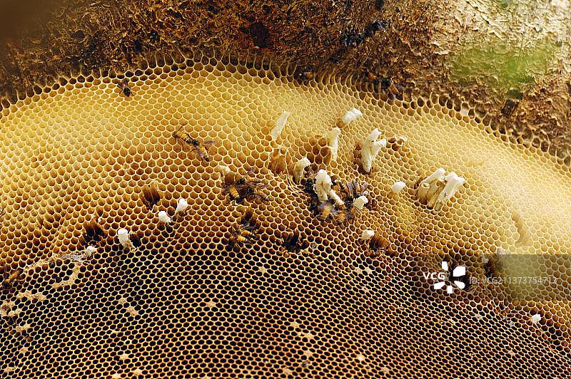 野生蜂巢：巨型蜜蜂（Apis dorsata），蜂，蜜蜂，蜂窝，加纳，印度，亚洲图片素材